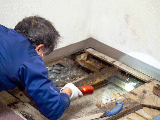 Best Attic Mold Remediation in North Oaks, MN