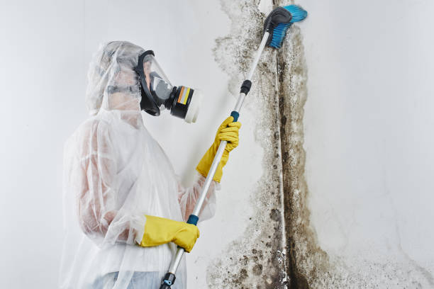 Best Crawl Space Mold Remediation in North Oaks, MN