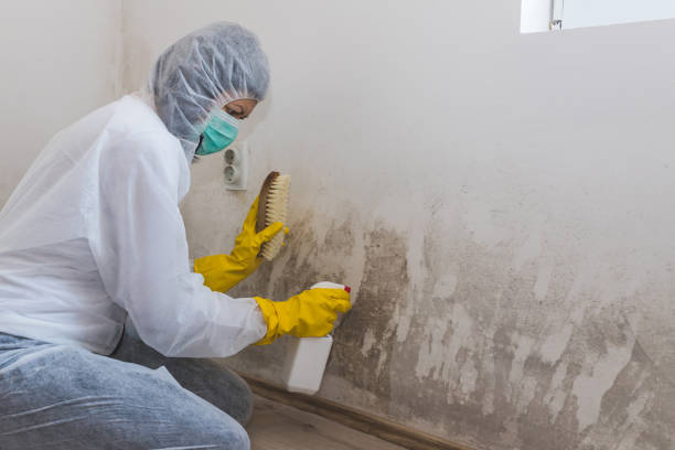 Best Black Mold Remediation in North Oaks, MN
