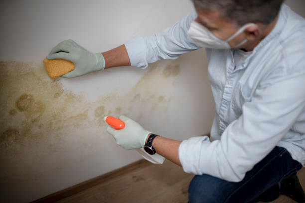 Best Basement Mold Remediation in North Oaks, MN