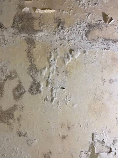 Best Localized Mold Remediation (e.g., coastal areas, humid climates) in North Oaks, MN